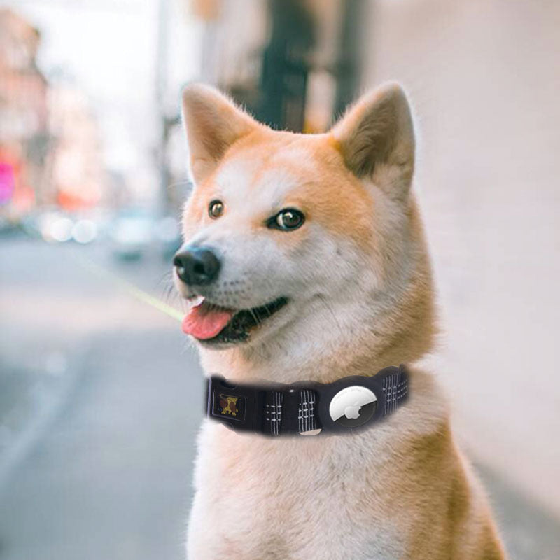 Pet collars and Accessories