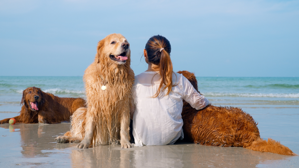 Traveling with pets tips for safe journeys including pet friendly hotels near me, dog boarding near me, hotels accepting pets pet friendly, and tips for flying with pets.