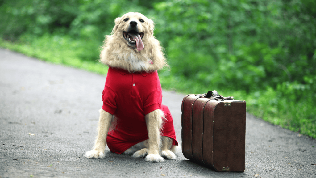 Traveling with Pets: A Complete Guide