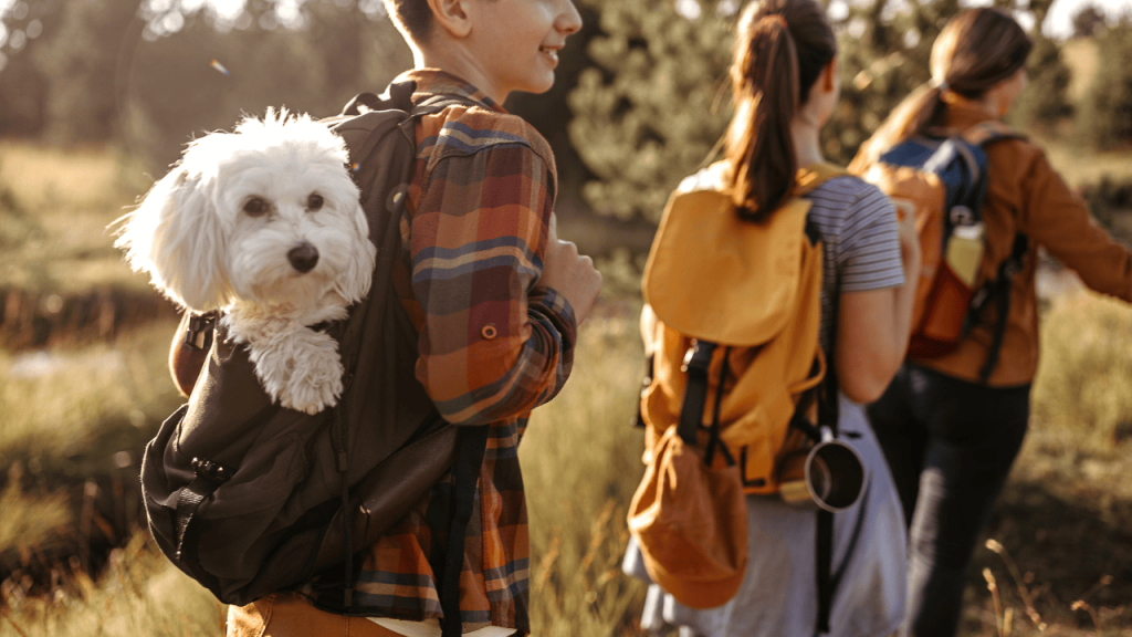 Traveling with pets tips for safe journeys including pet friendly hotels near me, dog boarding near me, hotels accepting pets pet friendly, and tips for flying with pets.