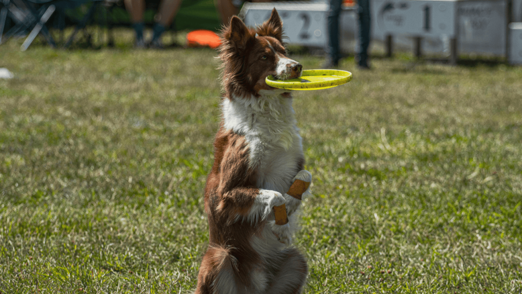 Traveling with pets tips for safe journeys including pet friendly hotels near me, dog boarding near me, hotels accepting pets pet friendly, and tips for flying with pets.