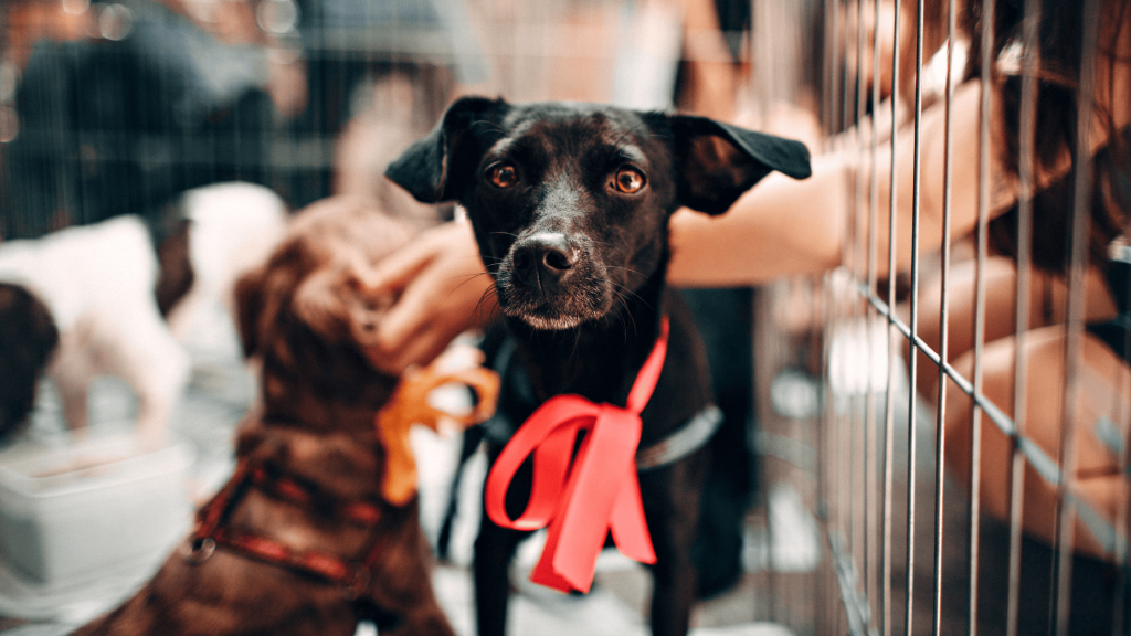 Adopt a Dog in USA – PetCastel Adoption Center