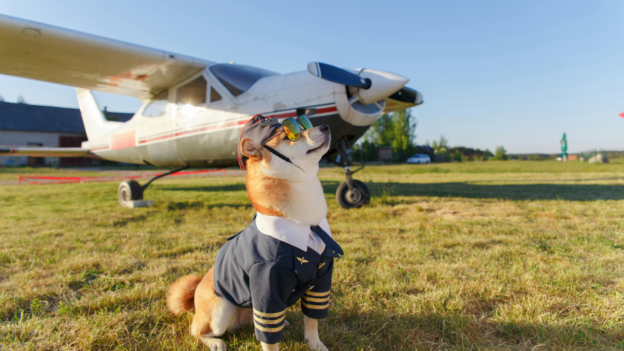 Pet air travel 2025 guide showing a pet in a comfortable carrier with a checklist of airline pet travel requirements, safe pet air travel tips, and preparation for flying with pets.