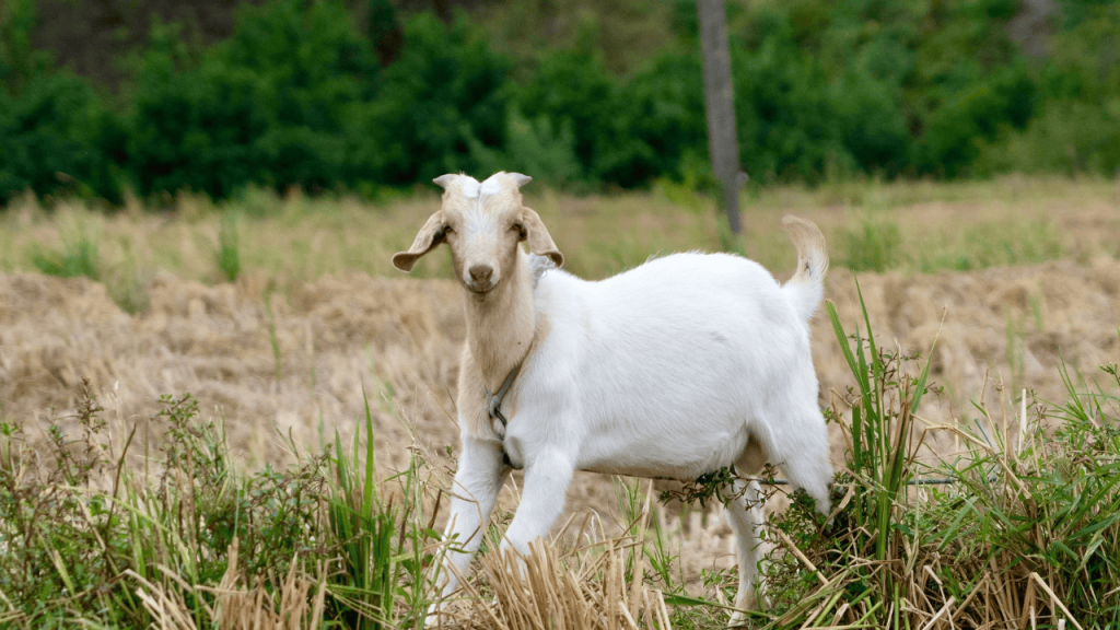 Explore popular pets and pet breeds with Petcastel, learn breed characteristics, and discover how to adopt a dog in USA for the perfect family companion.