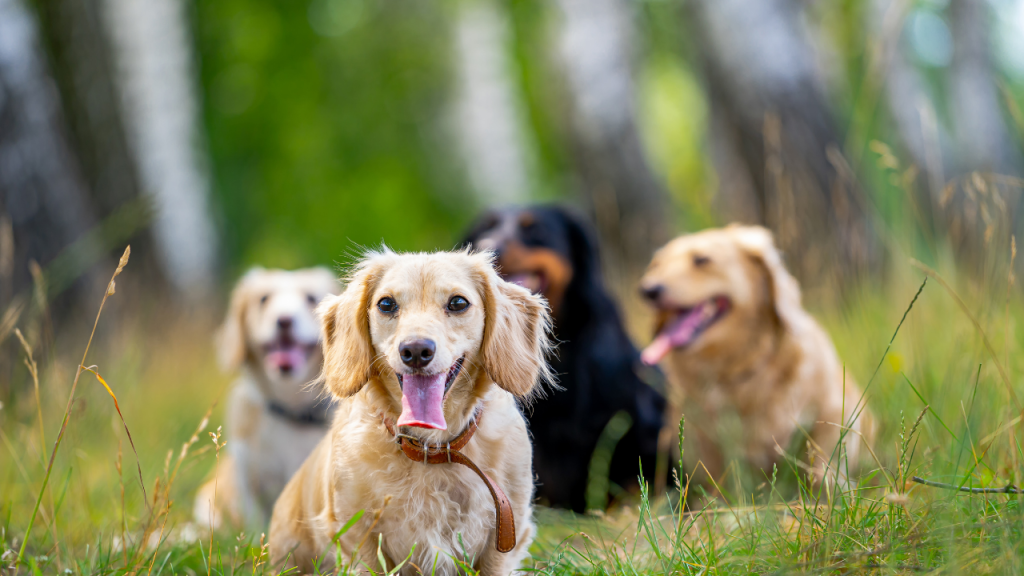 Explore popular pets and pet breeds with Petcastel, learn breed characteristics, and discover how to adopt a dog in USA for the perfect family companion.