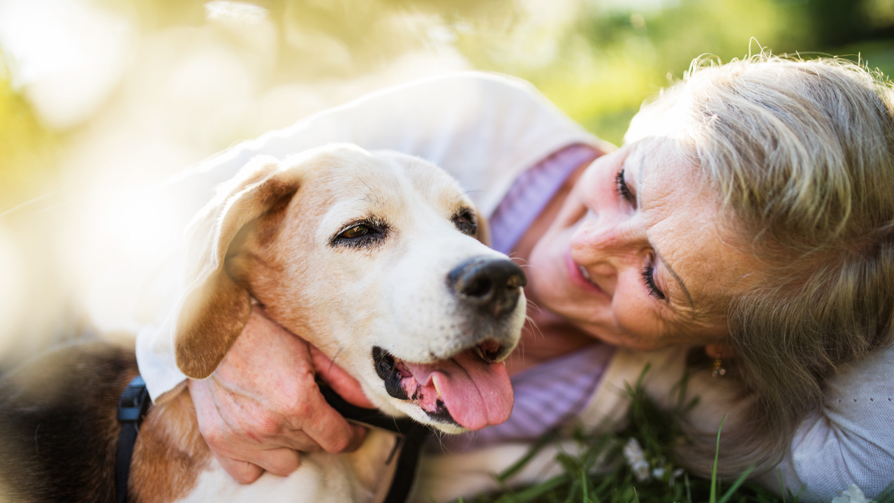 Pet behavior training in action: owner attending dog training courses near me, practicing how to train your dog techniques, participating in a puppy class near me, and using pet training near me tips to manage aggressive behavior effectively.