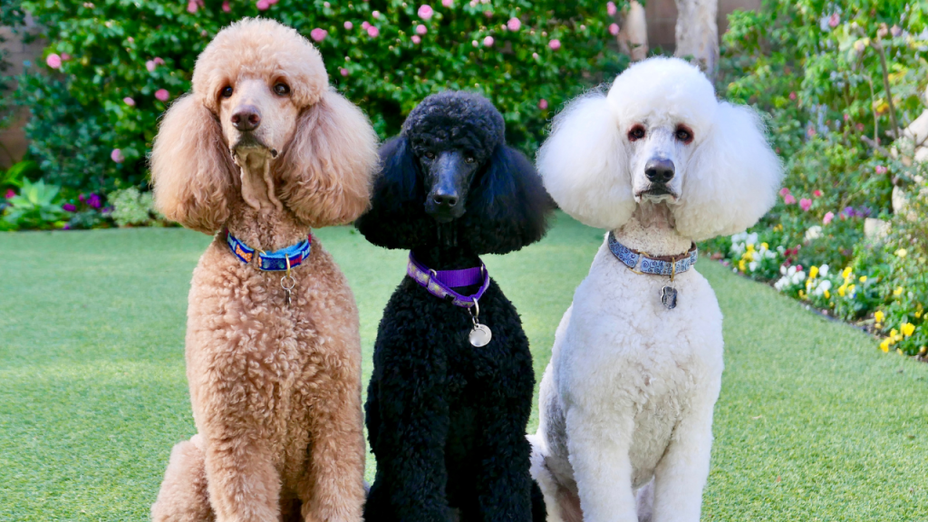 Best dog breeds for pets, intelligent and easy to train dogs
