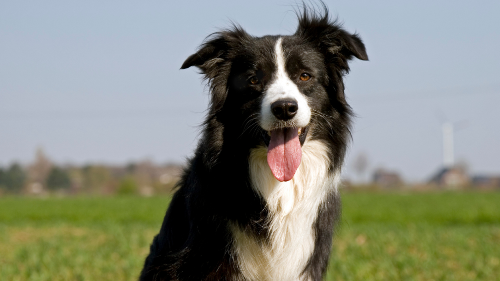 Best Dog Breeds for Pets That Are Easy to Train