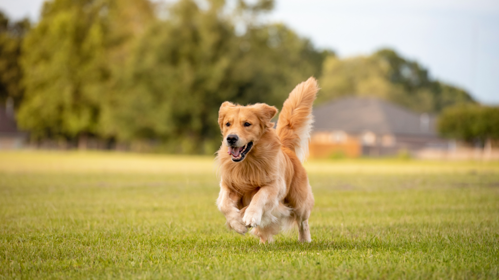Best dog breeds for pets, intelligent and easy to train dogs