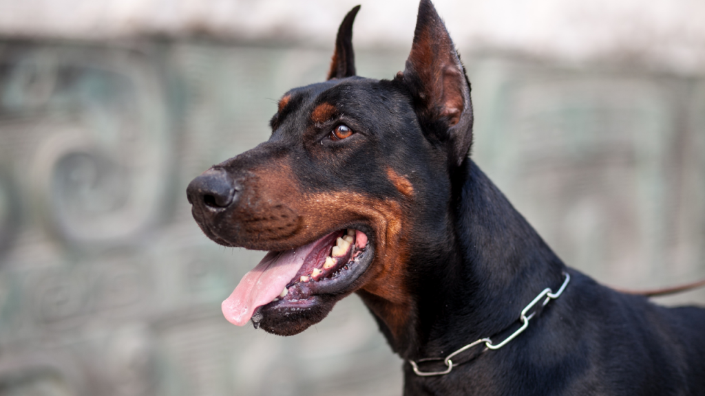 Best dog breeds for pets, intelligent and easy to train dogs