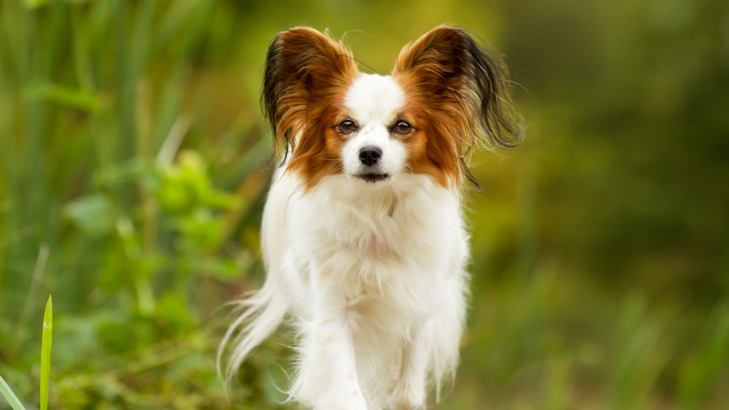Best dog breeds for pets, intelligent and easy to train dogs