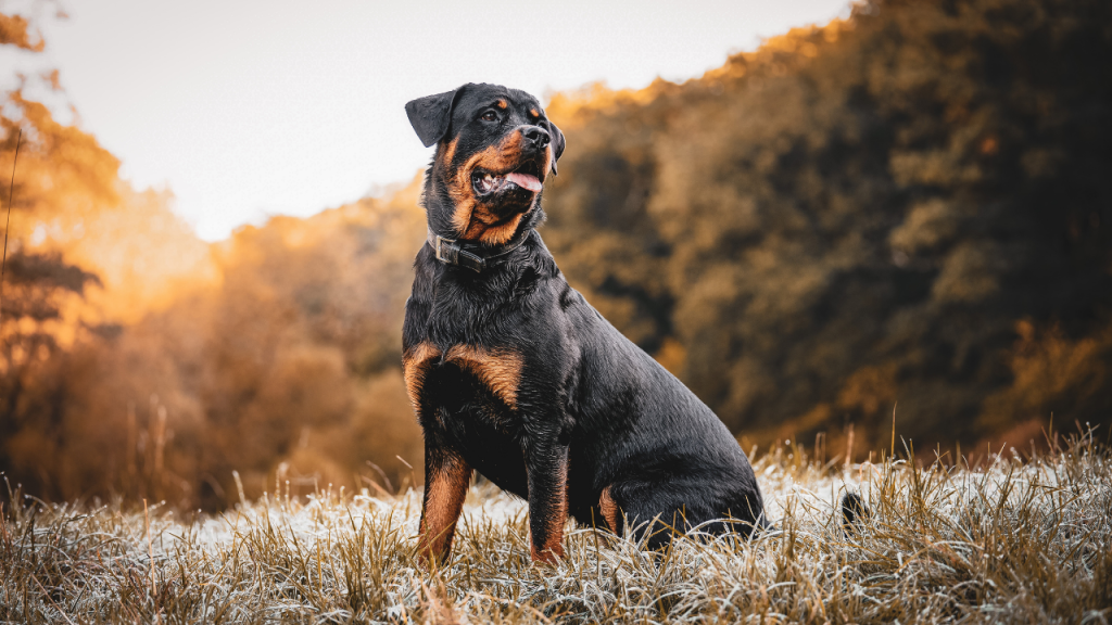 Best dog breeds for pets, intelligent and easy to train dogs