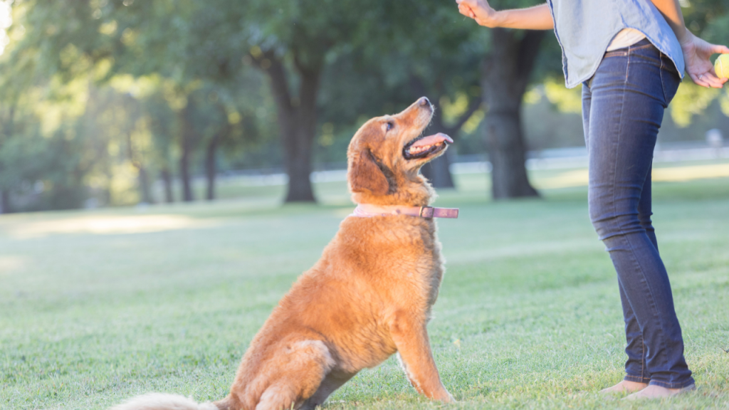 Best dog breeds for pets, intelligent and easy to train dogs