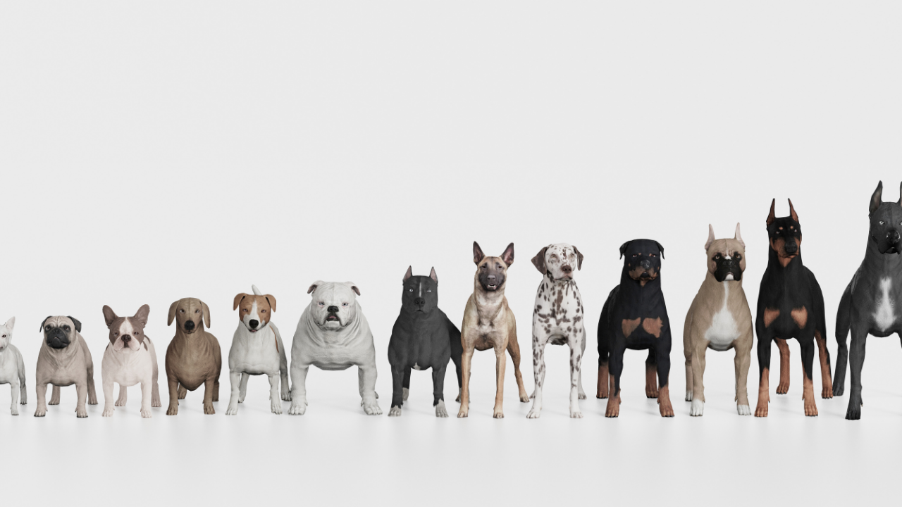 Best dog breeds for pets, intelligent and easy to train dogs