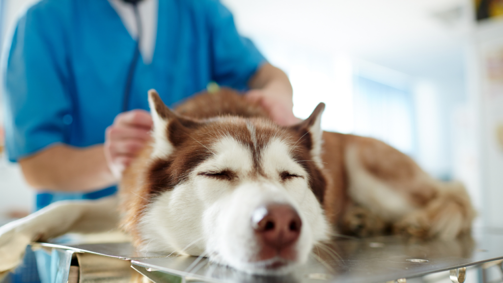 PetCastel pet health care guide showcasing families with their pets receiving veterinary wellness and preventive care services in the USA.