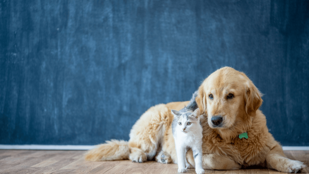 Heartwarming Pet Stories & Experiences showcasing real-life moments of dogs, cats, and other pets filled with love and companionship
