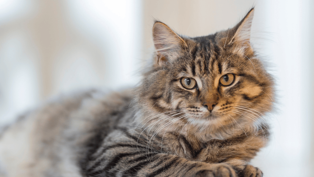 Heartwarming Pet Stories & Experiences showcasing real-life moments of dogs, cats, and other pets filled with love and companionship