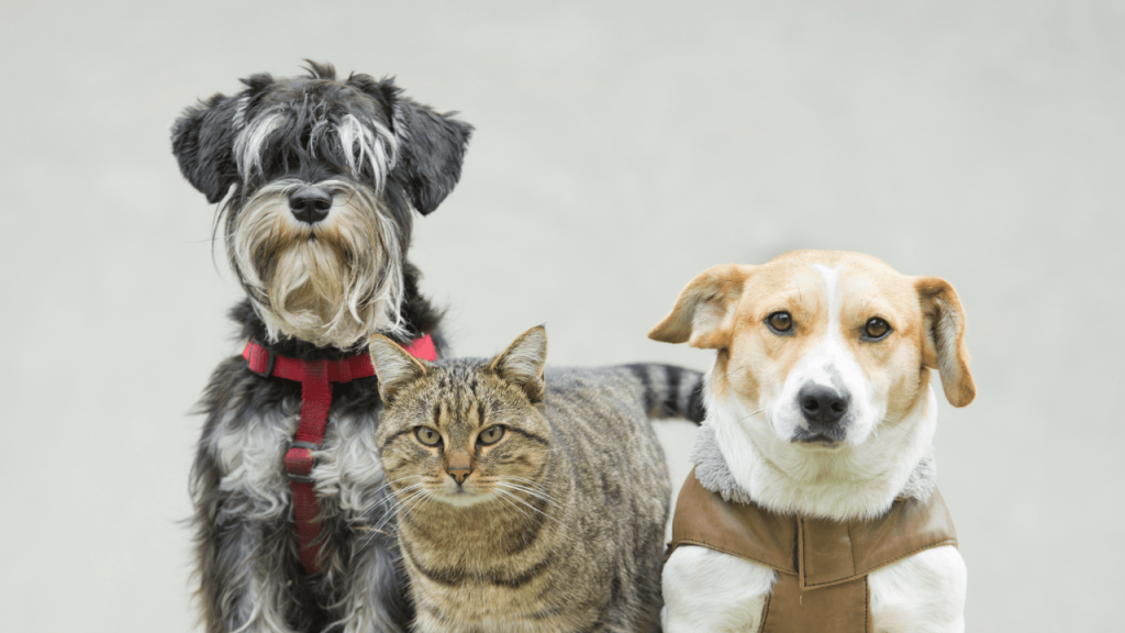 Heartwarming Pet Stories & Experiences of Love & Care