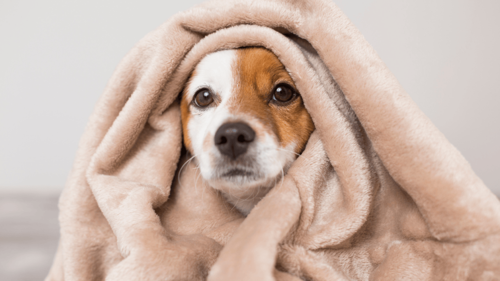 Best Dog Blankets 2025: Complete Buying Guide